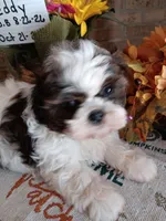 Teddy, a male Shih Tzu for sale in Hazel Green, KY – 1 of 6