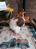 Dolly, a female Shih Tzu for sale in Hazel Green, KY – 5 of 7