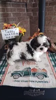 Teddy, a male Shih Tzu for sale in Hazel Green, KY – 5 of 6
