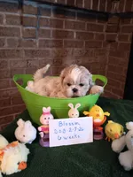 Blossom , a female Shih Tzu for sale in Hazel Green, KY – Photo 3 of 6