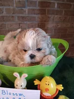 Blossom , a female Shih Tzu for sale in Hazel Green, KY – Photo 1 of 6