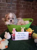 Blossom , a female Shih Tzu for sale in Hazel Green, KY – Photo 2 of 6