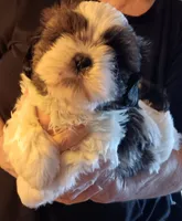 Teddy, a male Shih Tzu for sale in Hazel Green, KY – 3 of 6