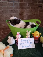 Snuggles , a male Shih Tzu for sale in Hazel Green, KY – Photo 3 of 3