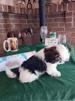 Snuggles , a male Shih Tzu for sale in Hazel Green, KY – 3 of 10