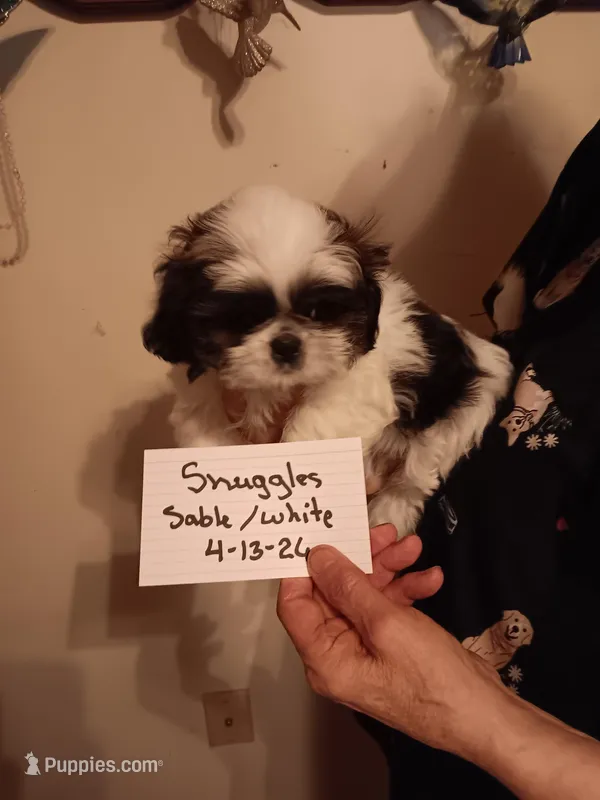 Snuggles  – Shih Tzu puppy for sale in Hazel Green, KY