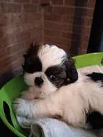 Snuggles , a male Shih Tzu for sale in Hazel Green, KY – Photo 1 of 3