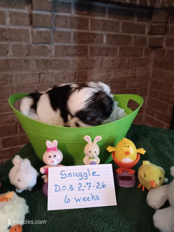 Snuggles  – Shih Tzu puppy for sale in Hazel Green, KY