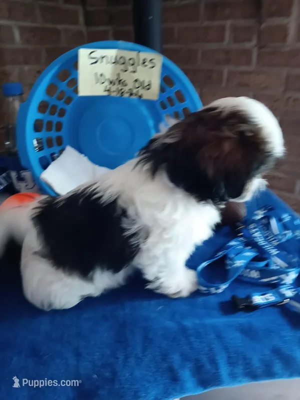 Snuggles  – Shih Tzu puppy for sale in Hazel Green, KY