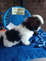 Snuggles , a male Shih Tzu for sale in Hazel Green, KY – 5 of 10