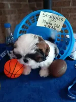 Snuggles , a male Shih Tzu for sale in Hazel Green, KY – 6 of 10