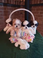 Snuggles , a male Shih Tzu for sale in Hazel Green, KY – 8 of 10