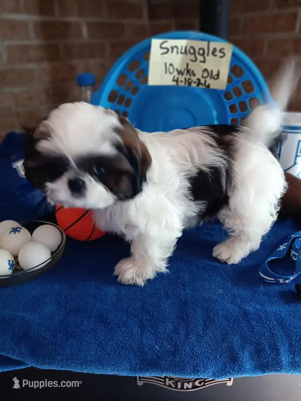 Snuggles  – Shih Tzu puppy for sale in Hazel Green, KY