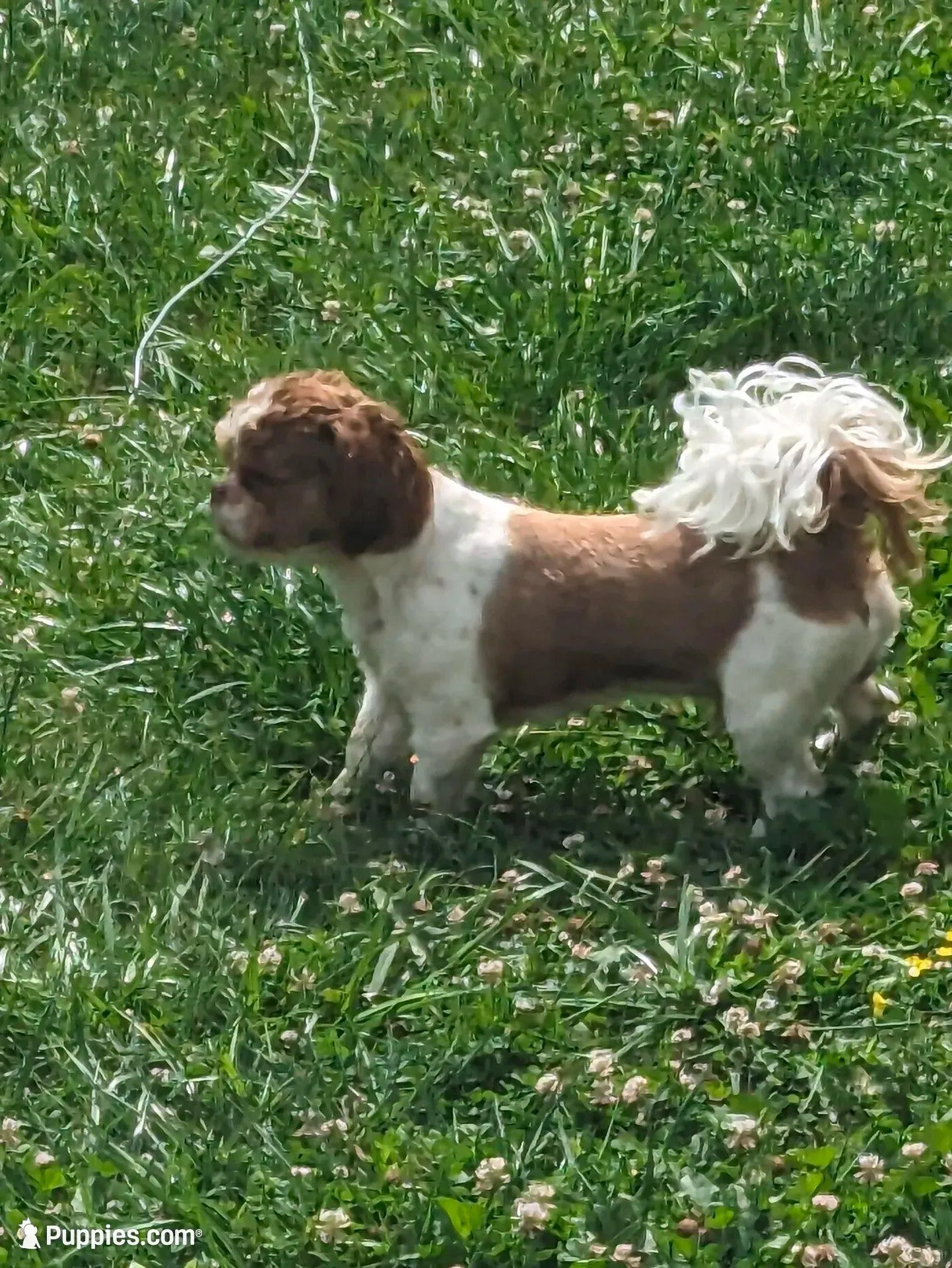 Snuggles , a male Shih Tzu for sale in Hazel Green, KY – 9 of 10
