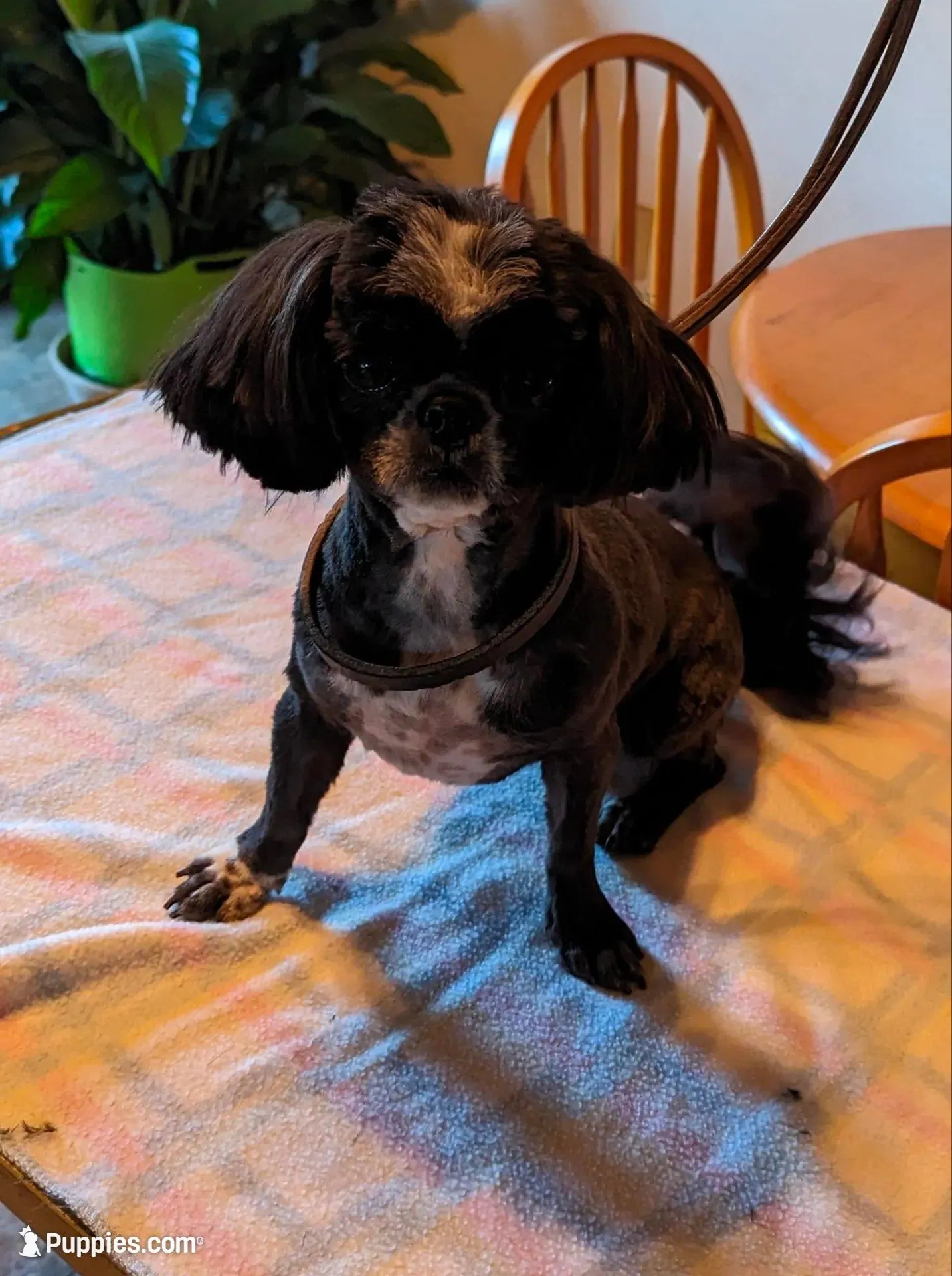 Snuggles , a male Shih Tzu for sale in Hazel Green, KY – 10 of 10
