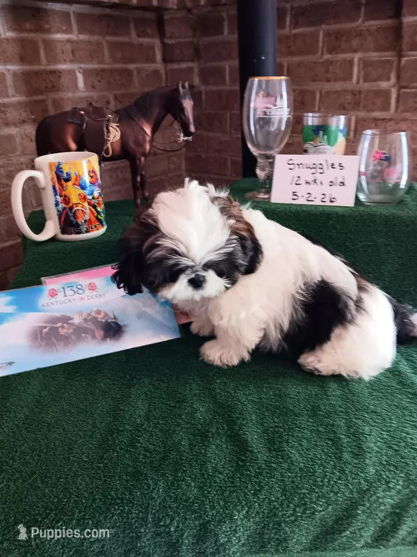 Snuggles  – Shih Tzu puppy for sale in Hazel Green, KY
