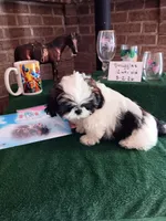 Snuggles , a male Shih Tzu for sale in Hazel Green, KY – 2 of 10