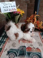 Dolly, a female Shih Tzu for sale in Hazel Green, KY – 1 of 7