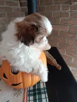 Dolly, a female Shih Tzu for sale in Hazel Green, KY – 3 of 7