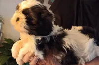 Teddy, a male Shih Tzu for sale in Hazel Green, KY – 2 of 6