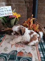 Dolly, a female Shih Tzu for sale in Hazel Green, KY – 2 of 7