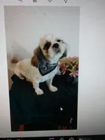 Dolly, a female Shih Tzu for sale in Hazel Green, KY – 6 of 7