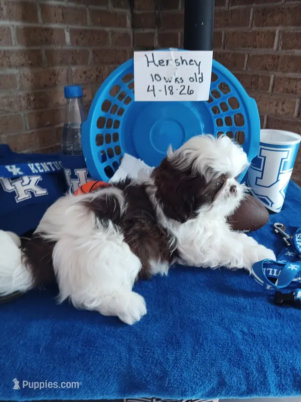 Hershey – Shih Tzu puppy for sale in Hazel Green, KY
