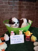 Hershey, a male Shih Tzu for sale in Hazel Green, KY – Photo 3 of 6