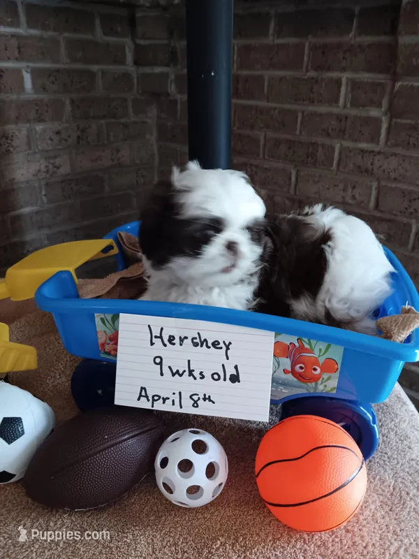 Hershey – Shih Tzu puppy for sale in Hazel Green, KY