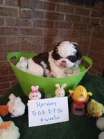 Hershey, a male Shih Tzu for sale in Hazel Green, KY – Photo 2 of 6