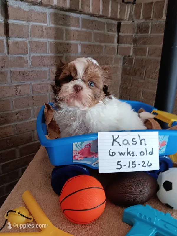Kash  – Shih Tzu puppy for sale in Hazel Green, KY