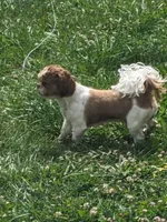 Dolly, a female Shih Tzu for sale in Hazel Green, KY – 7 of 7