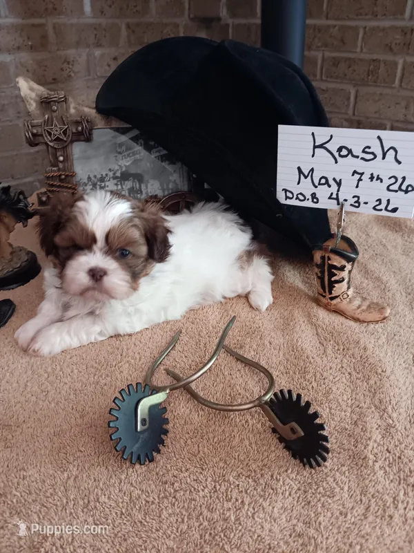 Kash  – Shih Tzu puppy for sale in Hazel Green, KY