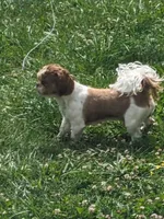 Kash , a male Shih Tzu for sale in Hazel Green, KY – 2 of 3