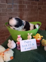 Poppy , a female Shih Tzu for sale in Hazel Green, KY – Photo 1 of 7