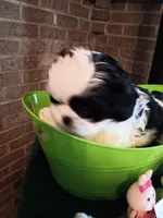 Poppy , a female Shih Tzu for sale in Hazel Green, KY – Photo 2 of 7