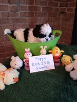 Poppy , a female Shih Tzu for sale in Hazel Green, KY – Photo 4 of 7