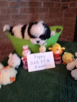 Poppy , a female Shih Tzu for sale in Hazel Green, KY – Photo 3 of 7