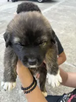 Nyx, a male German Shepherd Dog for sale in Euless, TX – 3 of 8