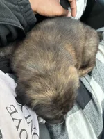 Nyx, a male German Shepherd Dog for sale in Euless, TX – 4 of 8