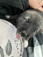 Nyx, a male German Shepherd Dog for sale in Euless, TX – 5 of 8