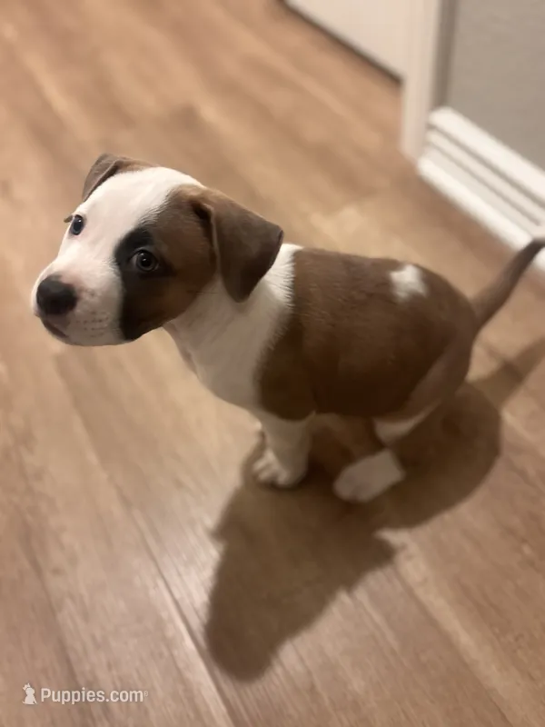 we call her baby girl  – American Pit Bull Terrier, Labrador Retriever puppy for sale in Costa Mesa, CA