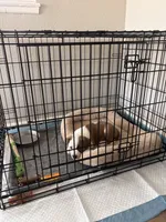 we call her baby girl , a female American Pit Bull Terrier and Labrador Retriever for sale in Costa Mesa, CA – 5 of 8