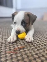 we call her baby girl , a female American Pit Bull Terrier and Labrador Retriever for sale in Costa Mesa, CA – 8 of 8