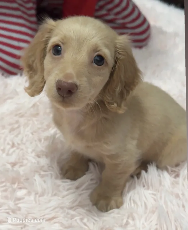 No name – Miniature Dachshund puppy for sale in Orlando, FL