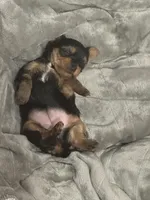 Lady Bug, a female Yorkshire Terrier for sale in Riverview, MI – Photo 4 of 4