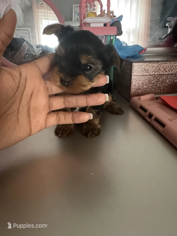 Lady Bug – Yorkshire Terrier puppy for sale in Riverview, MI