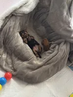 Lady Bug, a female Yorkshire Terrier for sale in Riverview, MI – Photo 3 of 4