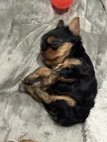 Lady Bug, a female Yorkshire Terrier for sale in Riverview, MI – Photo 2 of 4