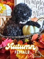 Autumn AKC, a female Poodle - Toy  for sale in Palatka, FL – 3 of 3